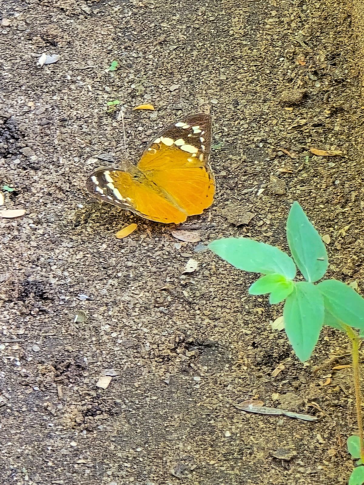 Aterica rabena