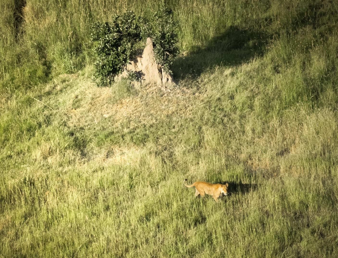 Foto  Lwe auf der Pirsch
