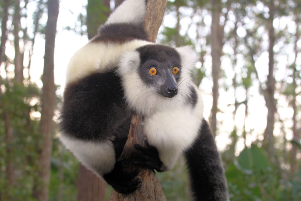 Gewhnlicher Maki Schwarzweier Vari (Varecia variegata)