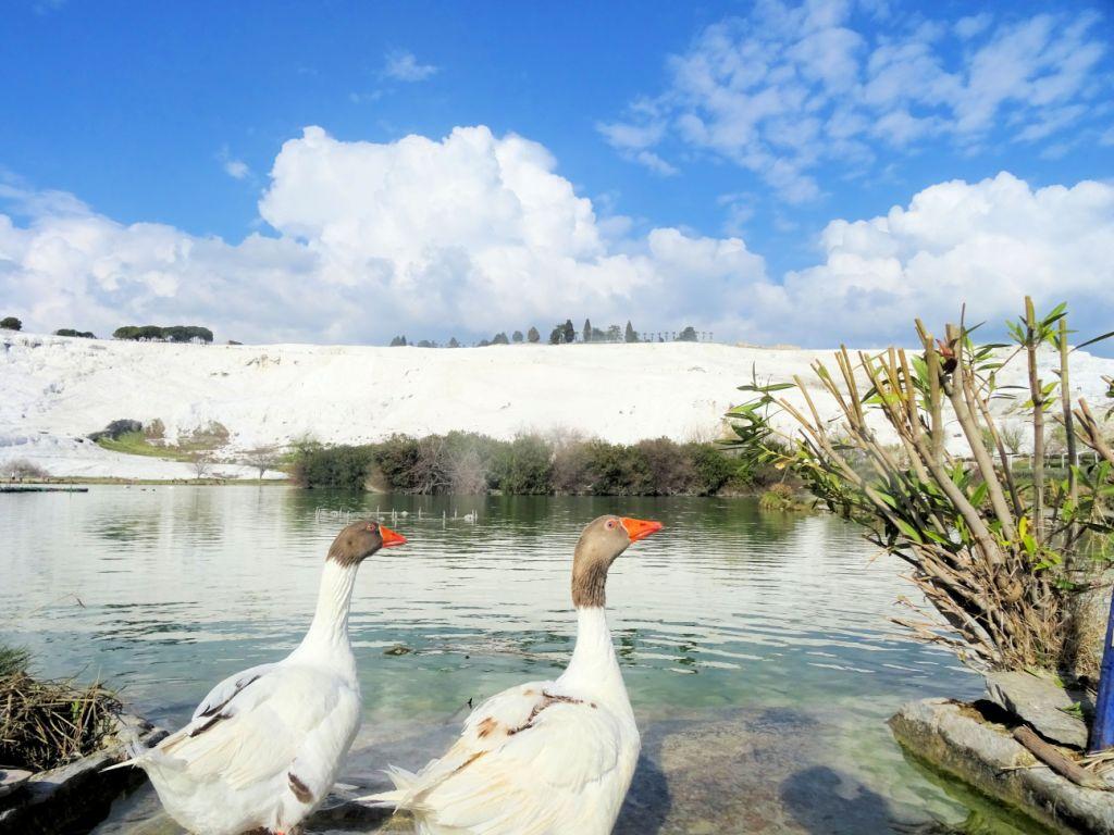 M�rz 2026 G�nse im Park von Pamukkale (1)