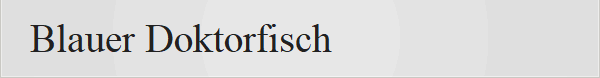 Blauer Doktorfisch 