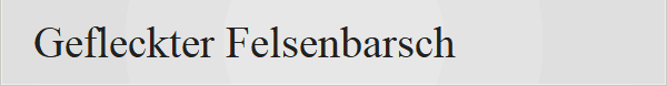 Gefleckter Felsenbarsch 