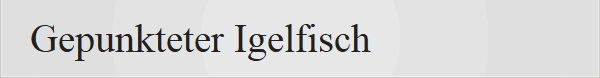 Gepunkteter Igelfisch 