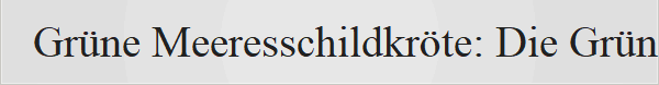 Gr�ne Meeresschildkr�te: Die Gr�ne Meeresschildkr�te (Chelonia mydas), historisch im Deutschen auch als Suppenschildkr�te bekannt, besitzt eine Reihe einzigartiger anatomischer und biologischer Merkmale: Anatomie & �u�eres Erscheinungsbild: Der Panzer (Carapax): Er ist herz- bis ovalf�rmig, flach und stromlinienf�rmig angepasst. Er erreicht eine L�nge von 80 bis 140 Zentimetern. Die Hornschilde liegen nebeneinander (�auf Stoߓ) und �berlappen sich nicht. Die F�rbung: Trotz ihres Namens ist der Panzer nicht rein gr�n, sondern meist hell- bis dunkelbraun, oft mit gelblichen, gr�nlichen oder dunklen Flecken und Strahlenmustern. Der Bauchpanzer ist hellgelb bis wei�. Der Kopf: Er ist im Vergleich zu anderen Meeresschildkr�ten relativ klein und rundlich mit einer kurzen Schnauze. Ein wichtiges Bestimmungsmerkmal ist das einzelne Paar pr�frontaler Schuppen direkt zwischen den Augen (andere Arten haben meist zwei Paare). Kein Einziehen m�glich: Wie alle Meeresschildkr�ten kann sie Kopf und Gliedma�en bei Gefahr nicht in den Panzer zur�ckziehen. Gewicht: Ausgewachsene Tiere wiegen im Durchschnitt 130 bis 190 Kilogramm, wobei seltene Rekordexemplare bis zu 395 Kilogramm erreichen k�nnen. Woher kommt der Name �Gr�ne� Meeresschildkr�te? Der Name bezieht sich nicht auf die Au�enfarbe ihres Panzers, sondern auf ihr gr�nlich gef�rbtes K�rperfett und ihren Knorpel. Diese F�rbung entsteht durch die fast rein vegetarische Ern�hrung der erwachsenen Tiere. Ern�hrung & Lebensweise: Ern�hrungsumstellung: W�hrend die Jungtiere im offenen Ozean noch Allesfresser sind (u. a. Quallen und Krebse), leben erwachsene Tiere fast ausschlie�lich vegetarisch von Seegras und Algen in flachen K�stengew�ssern. Salzausscheidung: Da sie salziges Meerwasser aufnehmen, besitzen sie hinter den Augen spezielle Salzdr�sen, �ber die �bersch�ssiges Salz ausgeschieden wird (was an Land oft wie �Tr�nen� aussieht). Tauch- und Migrationsk�nstler: Sie k�nnen beim Schlafen mehrere Stunden ohne Luftzufuhr unter Wasser bleiben. Zudem legen sie dank eines Magnetsinns oft �ber 2.600 Kilometer zur�ck, um pr�zise an ihrem eigenen Geburtsstrand ihre Eier abzulegen.
