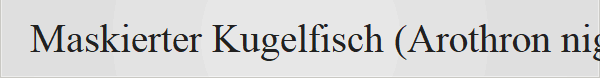 Maskierter Kugelfisch (Arothron nigropunctatus) im Roten Meer, �gypten