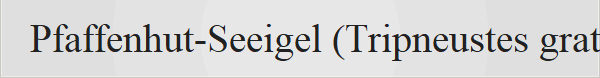 Pfaffenhut-Seeigel (Tripneustes gratilla) Pfaffenhut-Seeigel (Tripneustes gratilla): Form: Die Schale wirkt von oben leicht f�nfeckig. Farbe: Er hat oft helle Grundt�ne mit auff�lligen r�tlichen Streifen. Tarnung: Diese Art bedeckt sich gerne mit Muscheln, Steinen oder Algen. Lebensraum: Region: Er lebt im Roten Meer und im Indischen Ozean. Tiefe: Man findet ihn in flachen Gew�ssern von 1 bis 10 Metern Tiefe. Umgebung: Er wohnt auf Hartgrund, Korallenschutt oder in Seegraswiesen. Giftigkeit:  Pedicellarien: Der Pfaffenhut-Seeigel besitzt zwischen seinen kurzen Stacheln winzige, zangenf�rmige Greiforgane (Pedicellarien), die mit Giftdr�sen ausgestattet sind. Wirkung auf Menschen: F�r den Menschen ist er weitgehend harmlos. Ein Stich oder Kontakt mit den Pedicellarien verursacht in der Regel keine starken Schmerzen oder gef�hrlichen Vergiftungen. Dennoch sollte man ihn nicht ungesch�tzt anfassen, da allergische Reaktionen nie ganz ausgeschlossen werden k�nnen. Wirkung auf Tiere: F�r kleinere Aquarienbewohner wie Fische kann das Gift unter Umst�nden gef�hrlicher sein. Ern�hrung: Hauptnahrung: Er ist ein exzellenter Algenfresser (Herbivor) und ern�hrt sich haupts�chlich von Algenaufwuchs, Algenbel�gen und Seegras. Allesfresser-Tendenz: Gelegentlich zeigt er ein omnivores Verhalten und nimmt organischen Detritus (Zersetzungsstoffe) oder kleinstes tierisches Material auf. Lebensraum: Geografische Verbreitung: Die Art ist weit im tropischen Indopazifik sowie im Roten Meer verbreitet. Tiefenzone: Er bevorzugt das Flachwasser (Subtidal) in Tiefen von meist 0,5 bis 10 Metern, kann seltener aber auch in gr��eren Tiefen bis zu 30 Metern oder mehr vorkommen. Habitat: Er lebt prim�r auf Korallenriffen, Korallenschutt, Hartb�den und in dichten Seegraswiesen, wo er ausreichend Nahrung und Versteckm�glichkeiten findet.