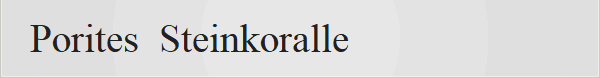 Porites  Steinkoralle