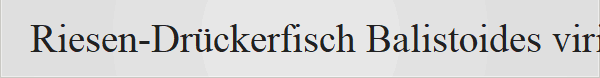 Riesen-Dr�ckerfisch Balistoides viridescens