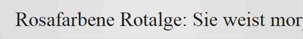 Rosafarbene Rotalge: Sie weist morphologisch Merkmale von Arten aus der Familie der Liagoraceae (wie Liagora oder Ganonema) oder einer kalkbildenden Rotalge auf.