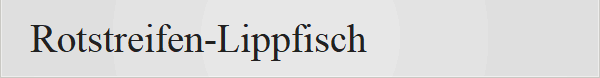 Rotstreifen-Lippfisch