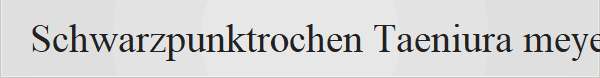 Schwarzpunktrochen Taeniura meyeni