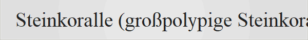 Steinkoralle (gro�polypige Steinkoralle )