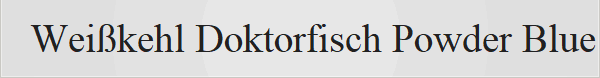 Wei�kehl Doktorfisch Powder Blue Tang