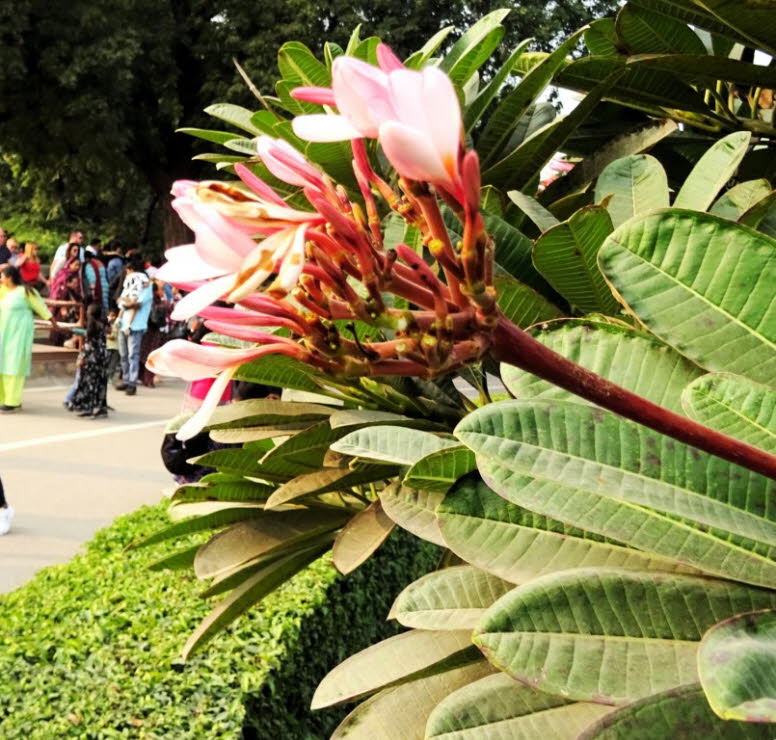 Bei der Pflanze im Vordergrund handelt es sich um eine Frangipani (Gattung Plumeria), umgangssprachlich auch als Tempelbaum bekannt. Die abgebildete Art ist wahrscheinlich Plumeria rubra. Diese Art zeichnet sich durch spitze Blattenden und Bl�tenfarben au