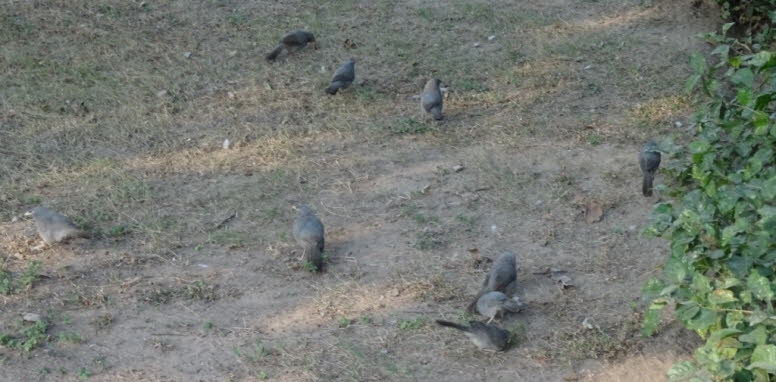 Bei den V�geln im Bild handelt es sich wahrscheinlich um Graulaubv�gel (Grey go-away-birds), die auch als Grey Lourie oder Kw�vo�l bekannt sind. Sie sind in der s�dlichen Afrotropis beheimatet und kommen in trockenen bis feuchten, offenen W�ldern und Dorn