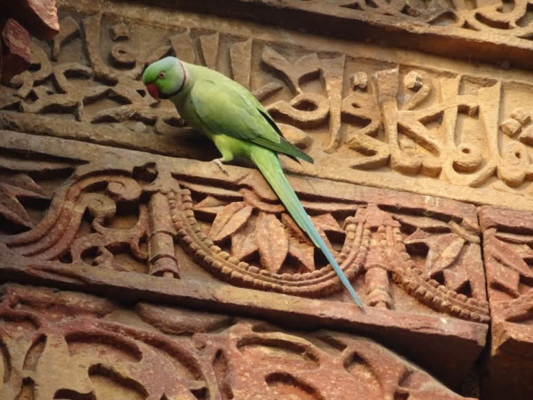 Bei dem Vogel auf dem Bild handelt es sich um einen Halsbandsittich (Psittacula krameri), auch bekannt als Kleiner Alexandersittich. Diese mittelgro�en Papageien sind f�r ihr leuchtend gr�nes Gefieder, den langen Schwanz und den hellroten Schnabel bekannt