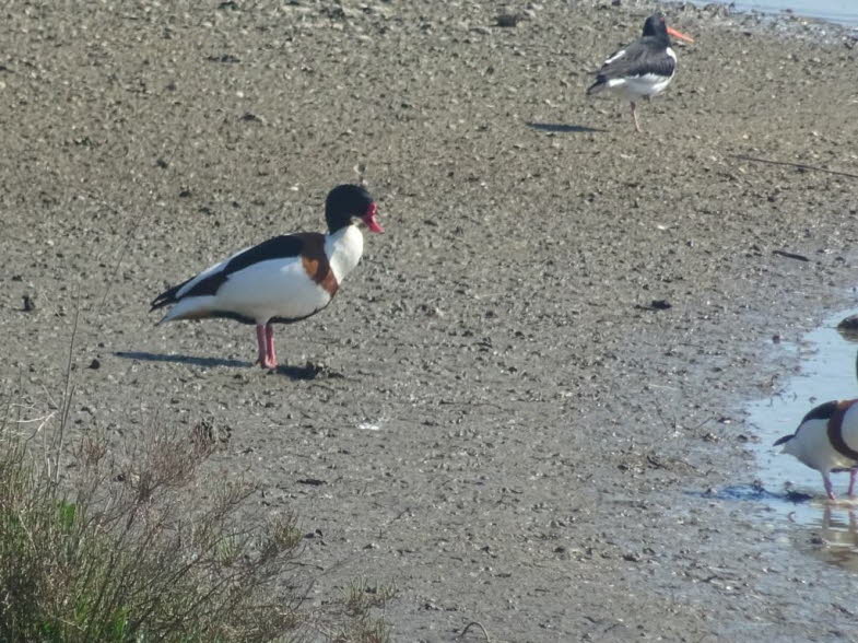 Brandgans und Austernfischer: Bei dem vorderen Vogel in dem ausgew�hlten Bereich handelt es sich um eine Brandgans (Tadorna tadorna), eine g�nseartige Entenart. Aussehen: Diese V�gel zeichnen sich durch ein auff�lliges schwarz-wei�es Gefieder aus, das dur