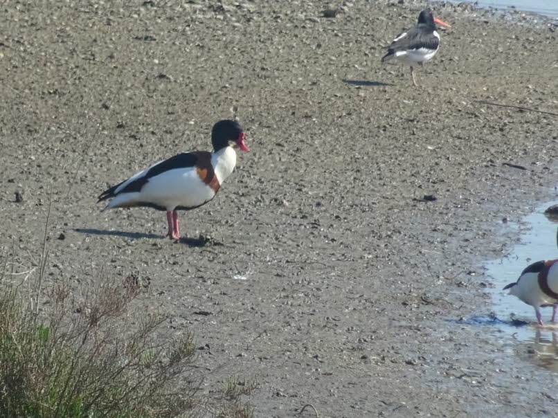 Brandgans und Austernfischer: Bei dem vorderen Vogel in dem ausgew�hlten Bereich handelt es sich um eine Brandgans (Tadorna tadorna), eine g�nseartige Entenart. Aussehen: Diese V�gel zeichnen sich durch ein auff�lliges schwarz-wei�es Gefieder aus, das dur