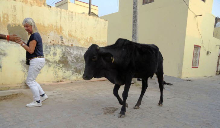 Auf dem Bild ist eine Stra�enszene in Indien zu sehen: Eine schwarze Kuh l�uft frei auf einer schmalen Stra�e. Eine Frau geht einige Schritte vor der Kuh und wirkt vorsichtig, fast ausweichend.Die Umgebung mit hell verputzten Hausw�nden, schmaler Stra�e u