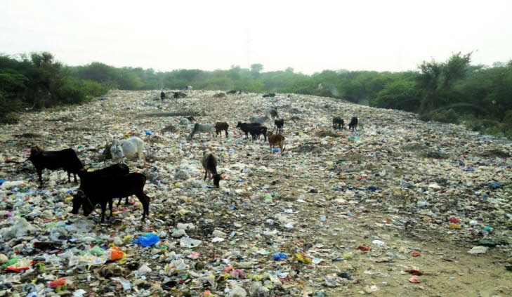 Das Bild zeigt K�he, die auf einer M�lldeponie nach Nahrung suchen. : K�he kauen auf Plastikt�ten von einem M�llhaufen auf einem st�dtischen M�llplatz. Die Szene verdeutlicht das Problem der Umweltverschmutzung durch Plastik und die Herausforderungen bei 