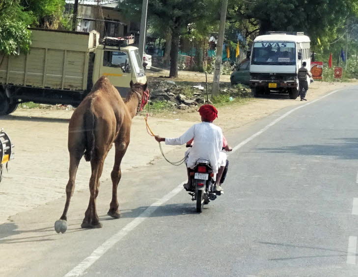 Auf dem Bild ist eine Szene aus dem l�ndlichen Indien zu sehen. Vordergrund: Ein Mann mit einem roten Turban und wei�em Gewand f�hrt auf einem Motorrad und f�hrt an einer Leine ein Kamel hinter sich her.Hintergrund: Die Szene spielt sich auf einer asphalt