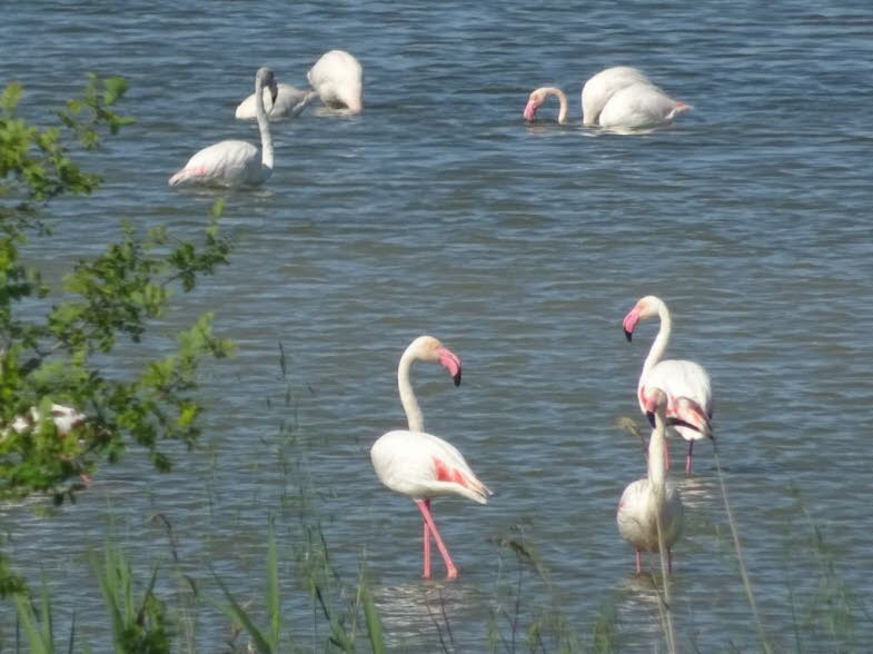 Die Bilder zeigen eine Kolonie von Rosaflamingos (Phoenicopterus roseus) in den Valli di Comacchio, einem ausgedehnten Lagunensystem im italienischen Regionalpark des Po-Deltas.Flamingokolonie in ComacchioArt: Es handelt sich um Rosaflamingos, die gr��te 
