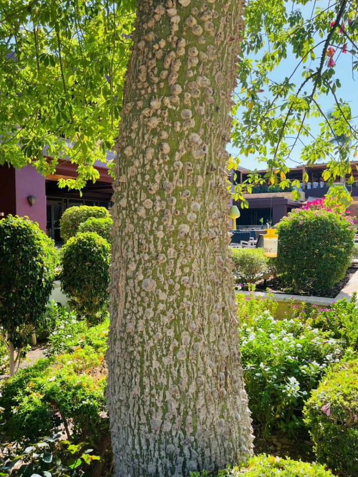 Der Baum auf dem Bild ist wahrscheinlich eine Art Ceiba, auch bekannt als Kapokbaum oder Seidenwollbaum. Diese B�ume sind f�r ihre beeindruckende Gr��e und die charakteristische, oft dornige Rinde bekannt. Dornen: Der Stamm ist mit vielen konischen Dorne