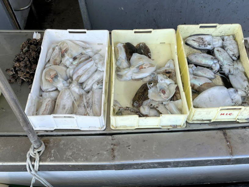 Warum Sepien (wie auf dem Foto) trotzdem wirtschaftlich wichtig bleiben: Deine beiden Fotos zeigen genau das, was heute noch funktioniert: Kopff��er (Sepia, Kalmar, Tintenfisch) sind ein Kernprodukt der Adria: Sie sind regional stark nachgefragt (Gastrono