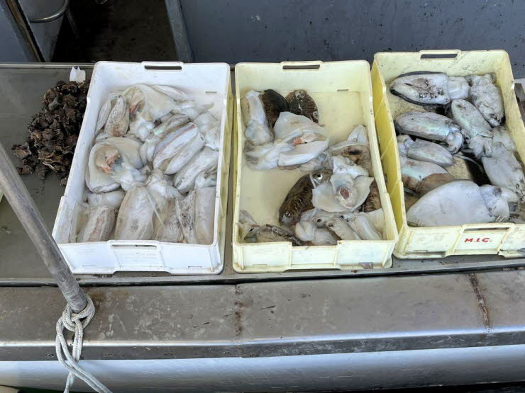 Warum Sepien (wie auf dem Foto) trotzdem wirtschaftlich wichtig bleiben: Deine beiden Fotos zeigen genau das, was heute noch funktioniert: Kopff��er (Sepia, Kalmar, Tintenfisch) sind ein Kernprodukt der Adria: Sie sind regional stark nachgefragt (Gastrono