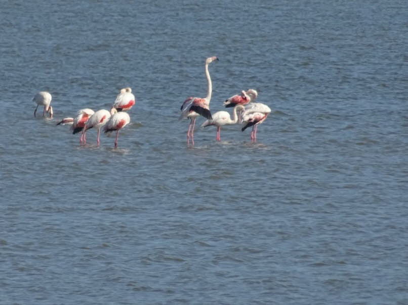 �sthetische Codes der Flamingo Szene - Wie Farbe, K�rperform und Verhalten ein eigenes visuelles System erzeugen: 1. Der Code der Farbe: Rosa als atmosph�rische Temperatur: Flamingos tragen kein hartes Schwarz Wei�, sondern Pastellrosa, das sich weich in 