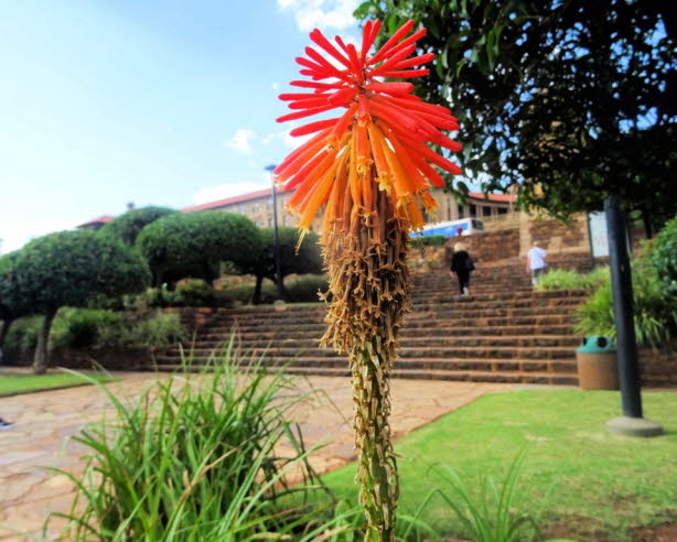 Die Union Buildings (afrikaans: Uniegebou) in Pretoria sind der Sitz der sdafrikanischen Regierung. In den Union Buildings befinden sich auerdem Amtsrume des Prsidenten der Republik Sdafrika.