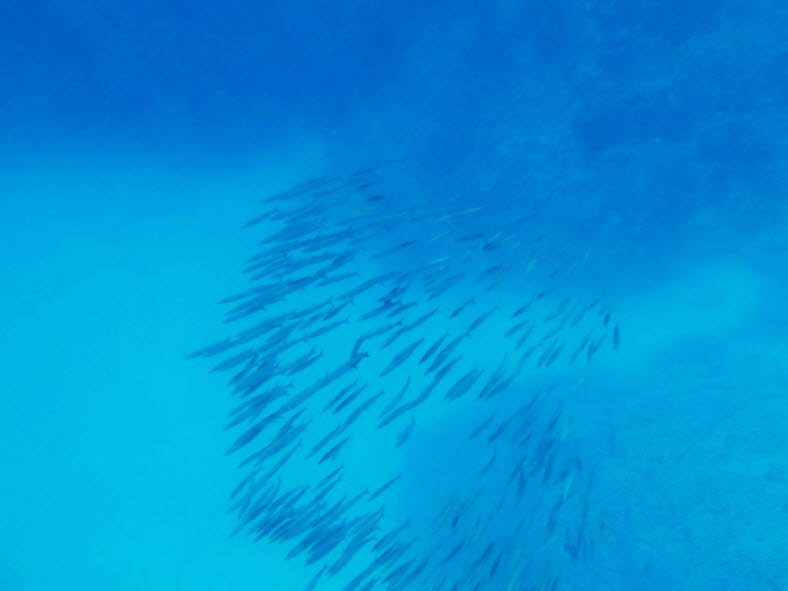 Das Bild zeigt einen gro�en Fischschwarm, bei dem es sich um Barrakudas (Gattung Sphyraena) handelt. Diese Raubfische sind f�r ihren schlanken, torpedof�rmigen K�rper und ihr silbernes Erscheinungsbild bekannt. Merkmale und Verhalten: Schwarmbildung: W�hr