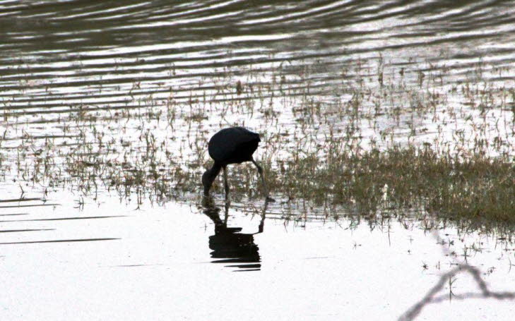 Der Vogel im Bild ist ein Brauner Sichler (Plegadis falcinellus), auch bekannt als Braunsichler oder nur Sichler. Es handelt sich um einen mittelgro�en Watvogel mit einem langen, abw�rts gebogenen Schnabel, der zur Nahrungssuche in Schlamm und Wasser ange