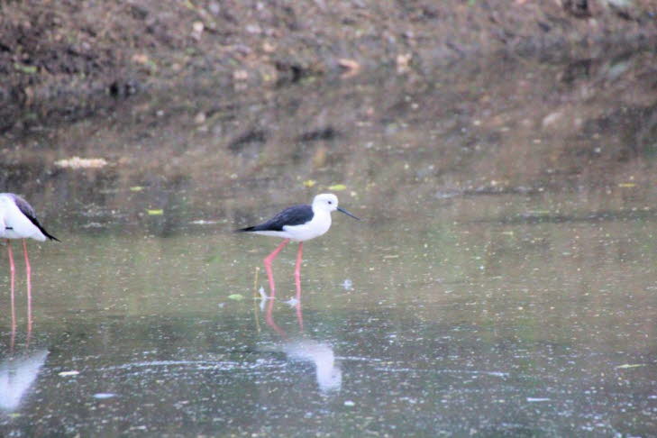 Bei dem Vogel auf dem Bild handelt es sich um einen Stelzenl�ufer (Himantopus himantopus), auch bekannt als Black-winged Stilt. Diese Watv�gel sind leicht an ihren unglaublich langen, leuchtend rosafarbenen Beinen und dem kontrastreichen schwarz-wei�en Ge