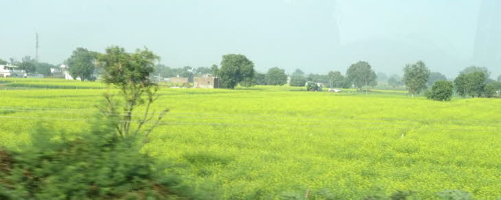 Rapsbl�te im Dezember in Rajasthan
