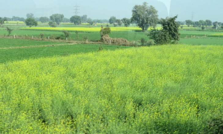 Rapsbl�te im Dezember in Rajasthan