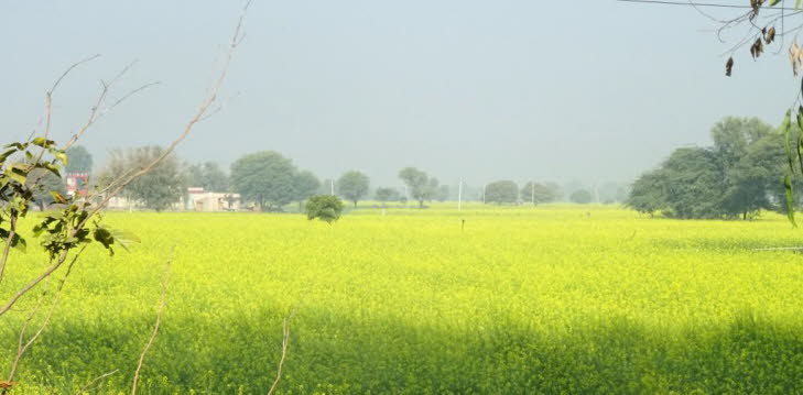 Rapsbl�te im Dezember in Rajasthan