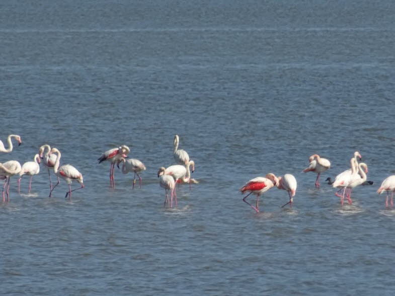 2Ikonografische Tiefenanalyse � zweite Szene: Wie sich das Motiv des Flamingos hier weiter verdichtet: 1. Ikonografie der Wiederholung: Das Motiv wird zum �Chor�: In dieser Aufnahme stehen die Flamingos dichter, homogener, fast wie ein Chor in einer litur