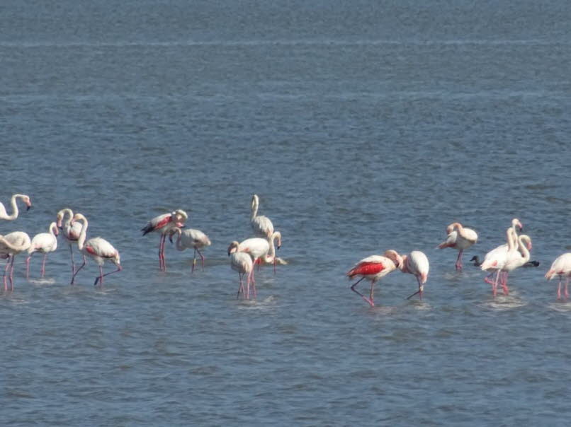2Ikonografische Tiefenanalyse � zweite Szene: Wie sich das Motiv des Flamingos hier weiter verdichtet: 1. Ikonografie der Wiederholung: Das Motiv wird zum �Chor�: In dieser Aufnahme stehen die Flamingos dichter, homogener, fast wie ein Chor in einer litur