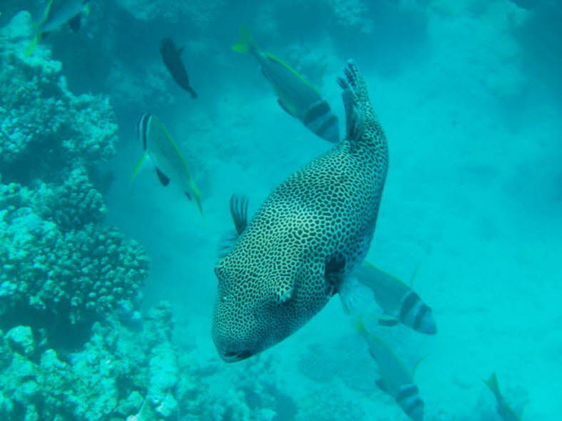 Auf dem Bild ist ein Riesenkugelfisch (Arothron stellatus) zu sehen, der auch als Sternkugelfisch bekannt ist. Gr��e: Er ist der gr��te Kugelfisch und kann eine L�nge von bis zu 120 Zentimetern erreichen. Aussehen: Der K�rper ist wei�lich bis hellgrau und