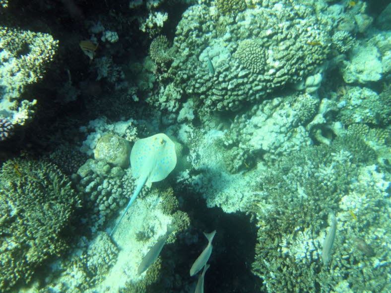 Kofferfische stellen eine Familie von kantig aussehenden Fischen dar, die zur Ordnung der Kugelfischverwandten gehren. Die Kugelfische sind Teil der Unterordnung Kugelfischhnliche und der Ordnung Kugelfischartige. Etwa 200 Arten zhlen zu den Kugelfisch
