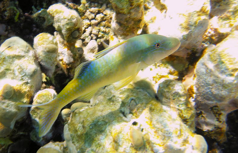 Bei dem Fisch auf dem Bild handelt es sich um eine Gelbsattel-Meerbarbe (Parupeneus cyclostomus), die auch als Goldsattel-Meerbarbe bekannt ist. Hauptmerkmale zur Identifizierung: K�rperf�rbung: Diese Art ist extrem farbvariabel. Das Exemplar im Bild zeig