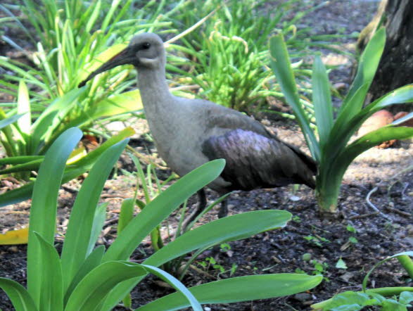 Ibis vor dem  Tuynhuyshaus(Gartenhaus)