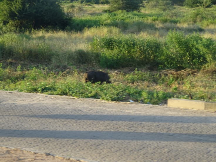Warzenschwein