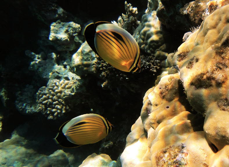 Auf dem Bild sind zwei Rotmeer-Rippenfalterfische (Chaetodon austriacus) zu sehen. Diese Art ist ein markanter Bewohner von Korallenriffen und zeichnet sich durch ihren leuchtend gelben K�rper mit schmalen, dunklen Horizontalstreifen aus. Merkmale und Ide