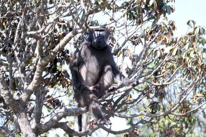 Pavian, eine von fnf Arten groer, robuster Landaffen, die in trockenen Regionen Afrikas und Arabiens vorkommen. Mnnchen der grten Art, des Brenpavians (Papio ursinus), wiegen durchschnittlich etwa 30 kg, Weibchen sind jedoch nur halb so gro. Der kl