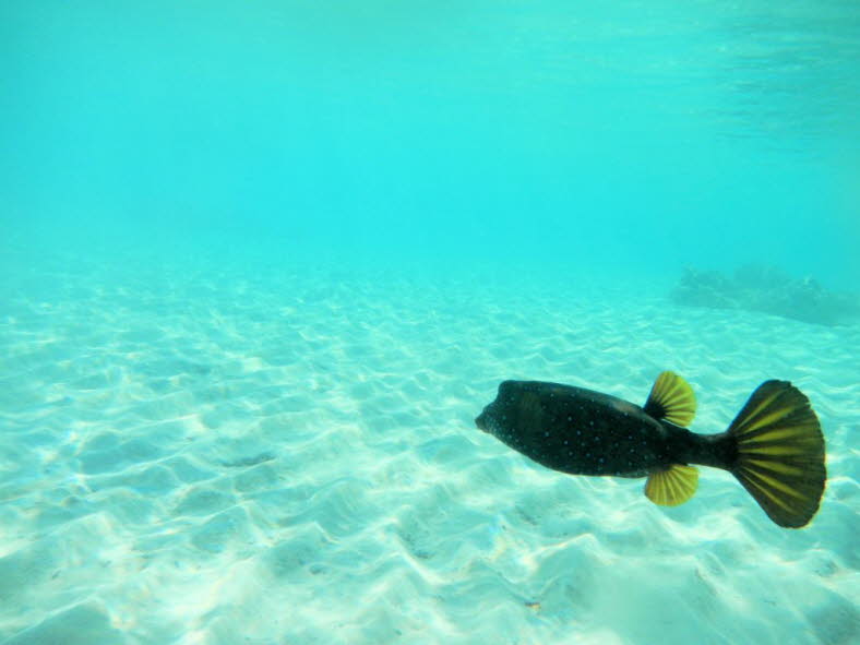 Der Gelbbraune Kofferfisch (Ostracion cubicus) ist im Roten Meer sowie im tropischen Indopazifik anzutreffen. Er zieht Lagunen und geschtzte Auenriffe in Tiefen von einem bis 35 Metern vor. Jungfische finden hufig Unterschlupf in stigen Acropora-Stein
x