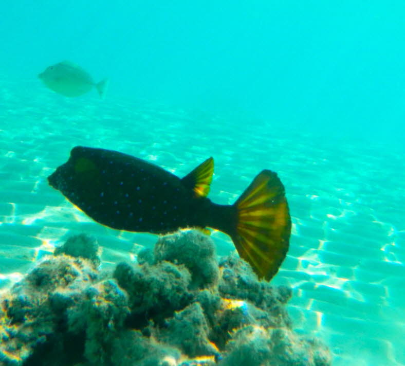 Der Gelbbraune Kofferfisch (Ostracion cubicus) ist im Roten Meer sowie im tropischen Indopazifik anzutreffen. Er zieht Lagunen und geschtzte Auenriffe in Tiefen von einem bis 35 Metern vor. Jungfische finden hufig Unterschlupf in stigen Acropora-Stein
)