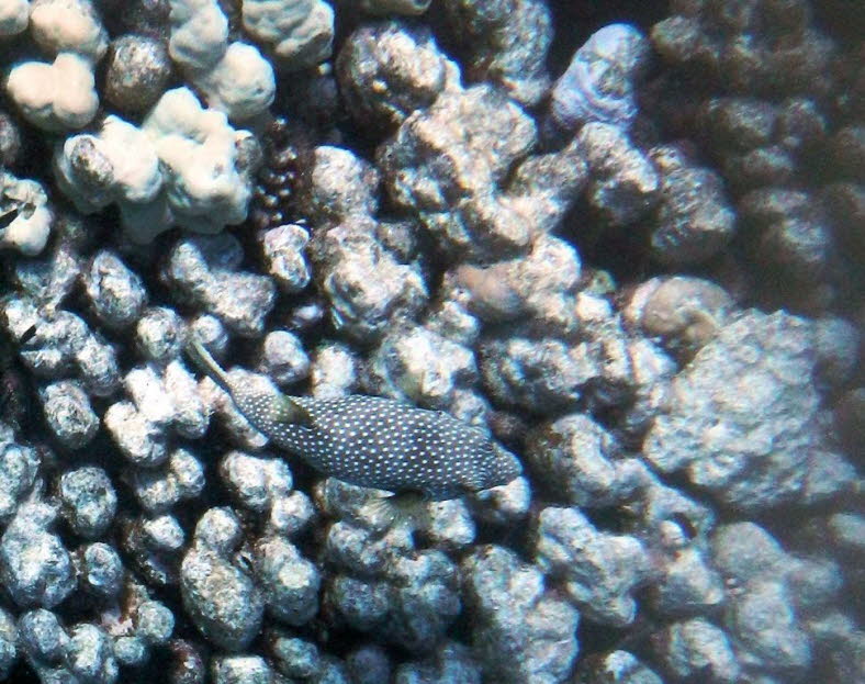 In den Korallenriffen des Indopazifik lebt der Perlhuhn-Kugelfisch (Arothron meleagris). Sein Verbreitungsgebiet erstreckt sich von den Ksten Ost- und Sdafrikas bis nach Japan, der Osterinsel und Panama. Sein Lebensraum sind flache, korallenreiche Gebie
