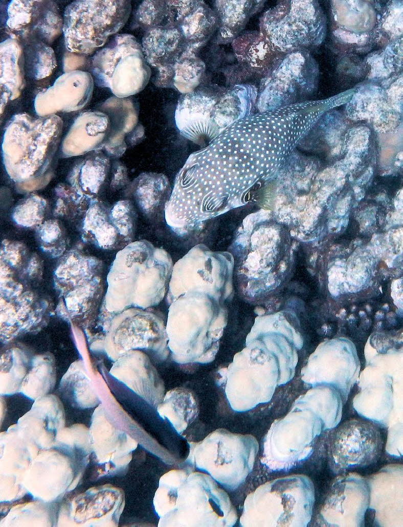 Weiflecken-Kugelfisch: Der wei gefleckte Kugelfisch oder Kugelfisch Arothron hispidus ist ein hufiger Anblick an den Riffen in Ostafrika und wird hufig gesehen, wie er um die Riffkanten herumschwimmt. Sie sind auch als Sternenbanner-Kugelfisch und His
